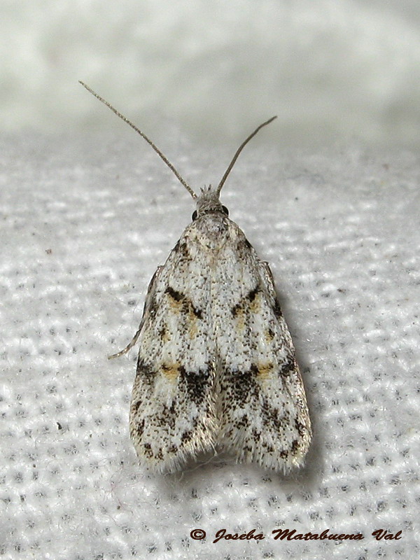 micro 3: Symmoca signatella  (Gelechiidae)